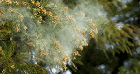 「静電気除去」花粉などの微小な粒子の付着を抑制